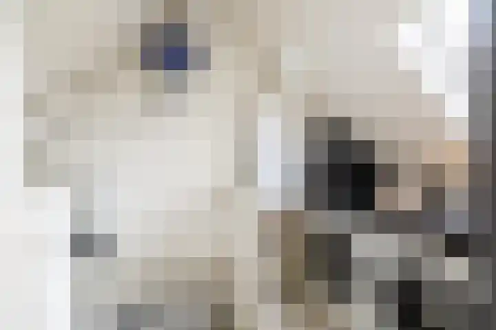 Molwijk 4 Middenbeemster thumbnail 37