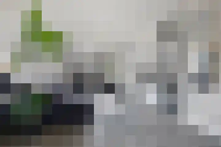 Monnetstede 67 Goes thumbnail 8