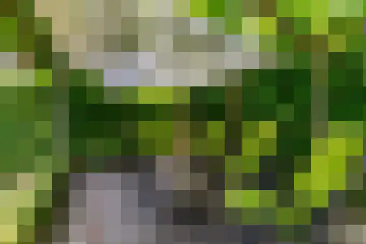 Morel 167 Uden thumbnail 39