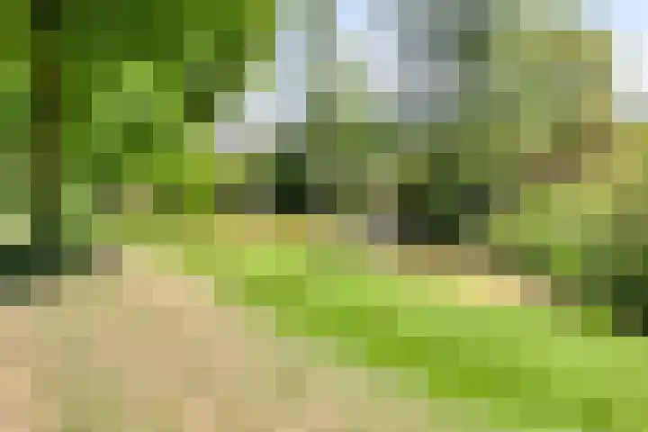 Morene 110 Uden thumbnail 30