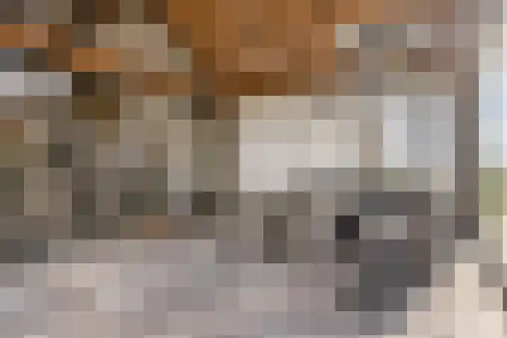 Mosselaarweg 2 Best thumbnail 11