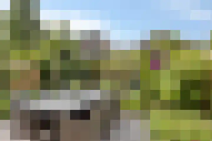 Motet 14 Kampen thumbnail 51
