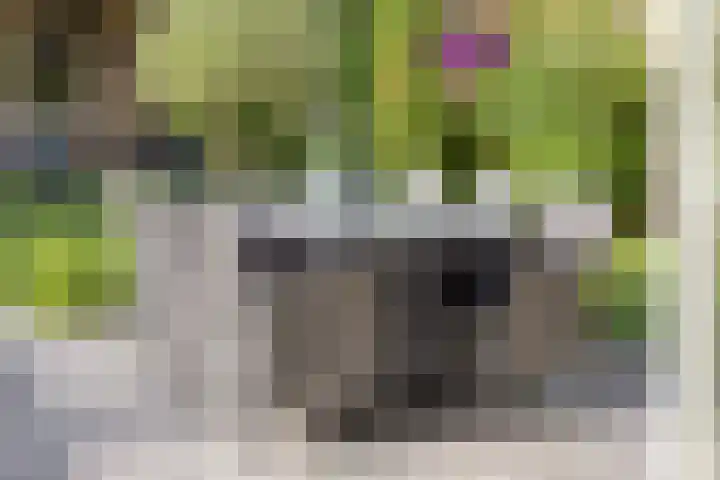 Motet 14 Kampen thumbnail 52