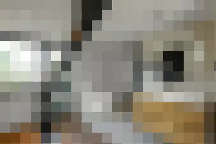 Mozartstraat 31 Elst thumbnail 33