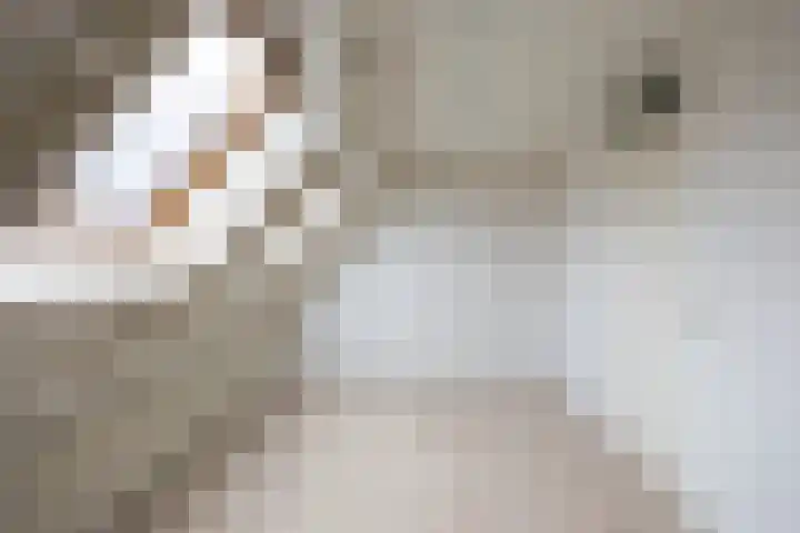 Mudaheerd 68 Groningen thumbnail 26