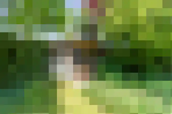 Munsel 197 Boxtel thumbnail 32