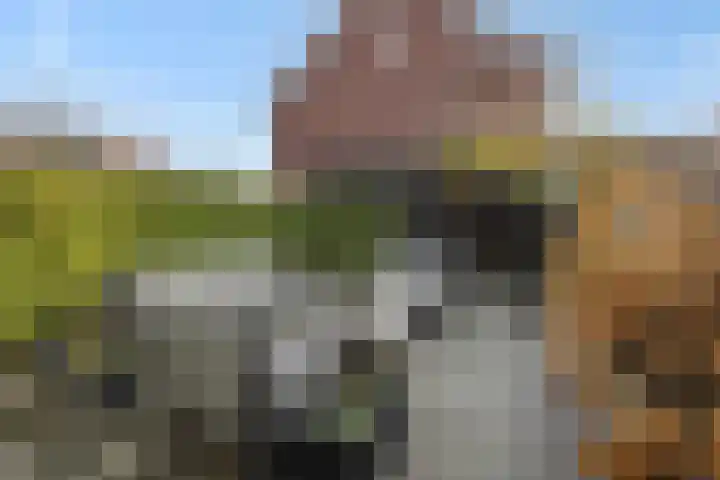 Muntmeester 145 Uden thumbnail 36