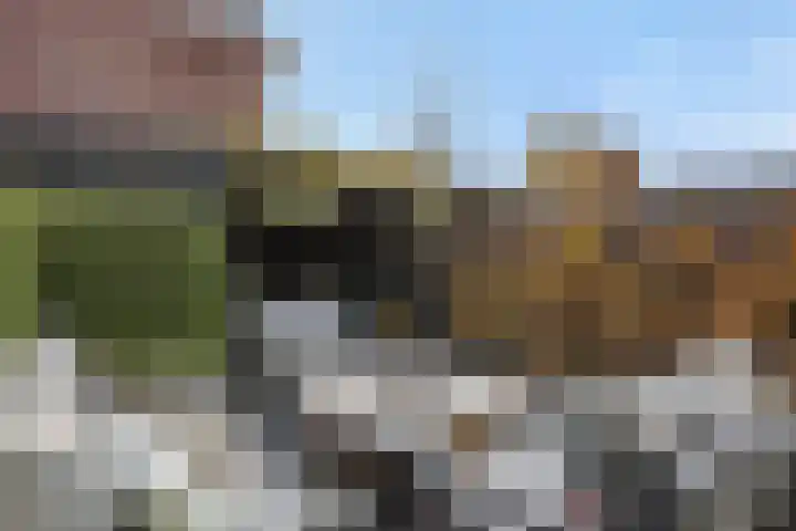 Muntmeester 145 Uden thumbnail 37
