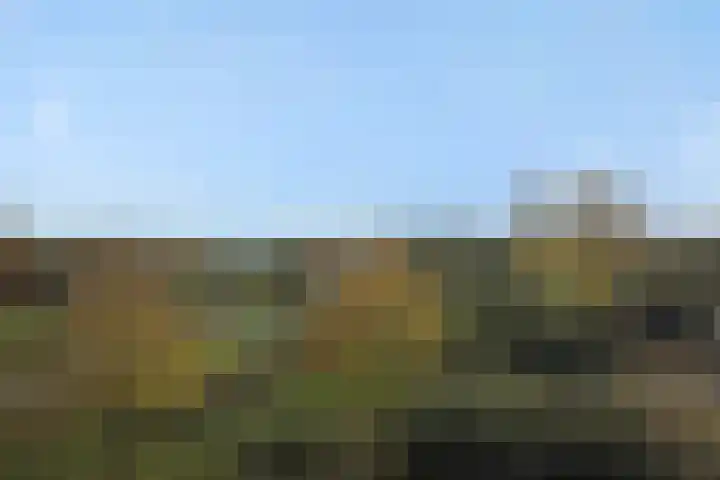 Muntmeester 205 Uden thumbnail 18