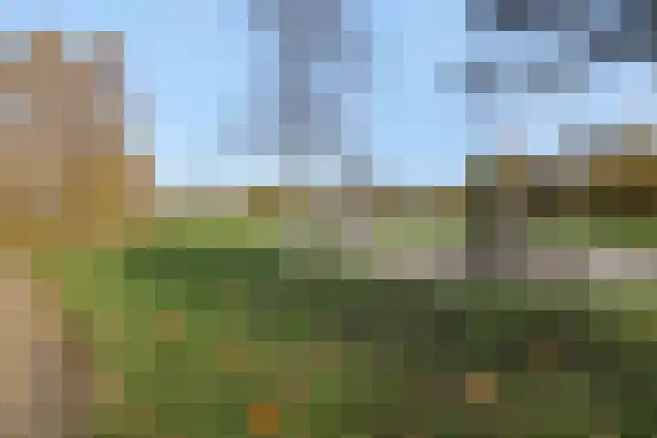 Muntmeester 205 Uden thumbnail 21