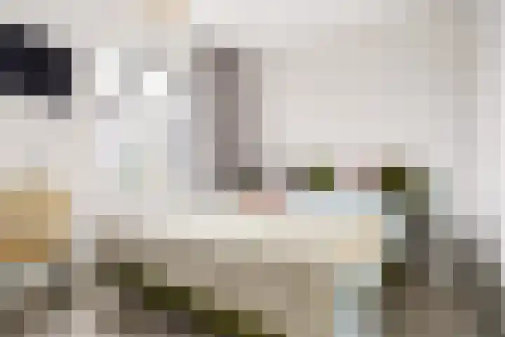Muntmeester 308 Uden thumbnail 25