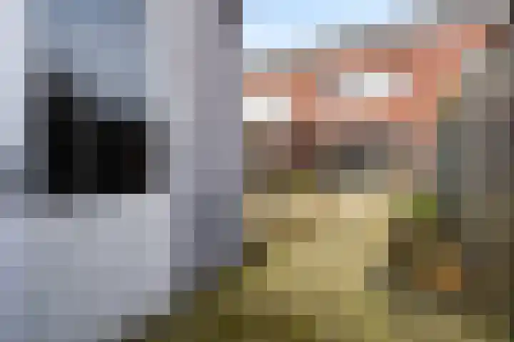 Muntmeester 308 Uden thumbnail 37