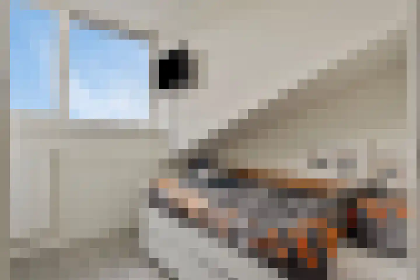 Muntmeester 462 Uden thumbnail 25