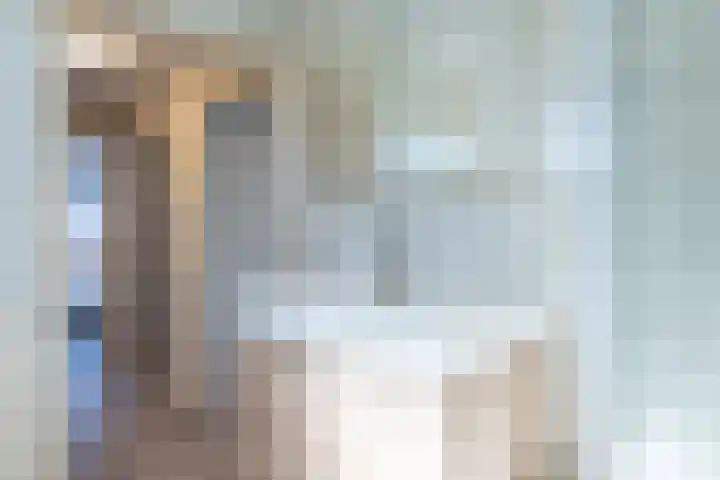 Muntstraat 21 Born thumbnail 25