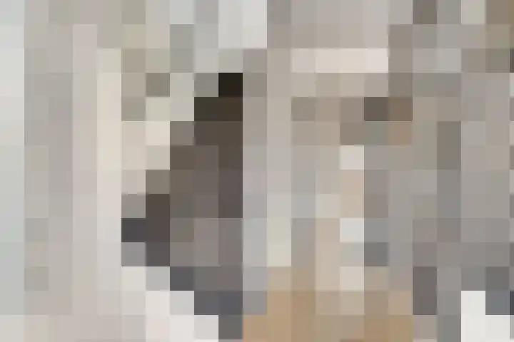 Mussenberg 16 Horn thumbnail 4