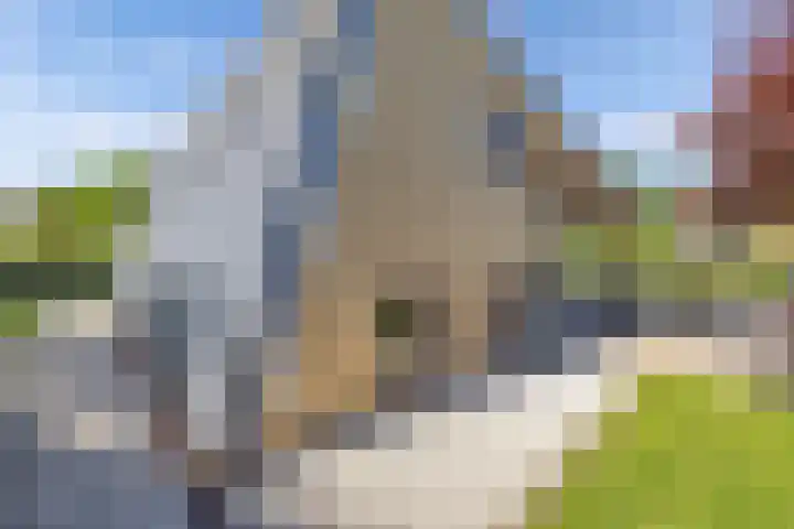 Mutserd 76 Lemmer thumbnail 30