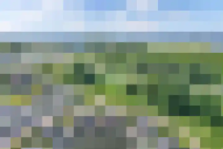 Mutserd 76 Lemmer thumbnail 43