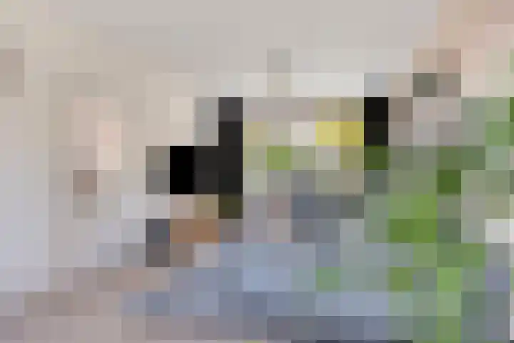 Naberpad 4 Eindhoven thumbnail 13