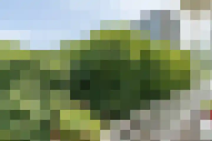 Nachtwachtlaan 252 Amsterdam thumbnail 4