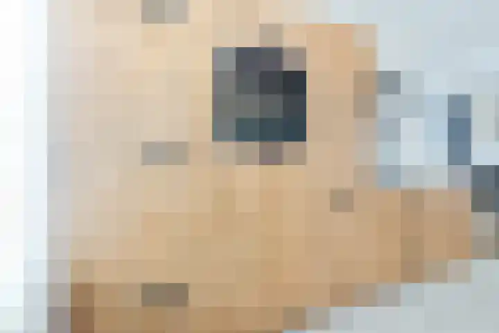 Narcis 10 Andijk thumbnail 31