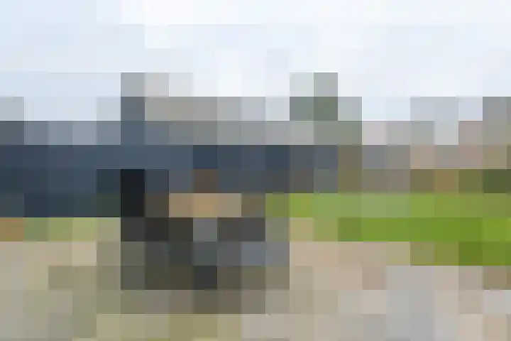 Narcis 10 Andijk thumbnail 78