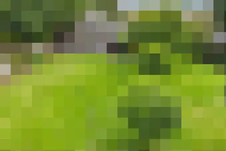 Narcislaan 25 Heesch thumbnail 54