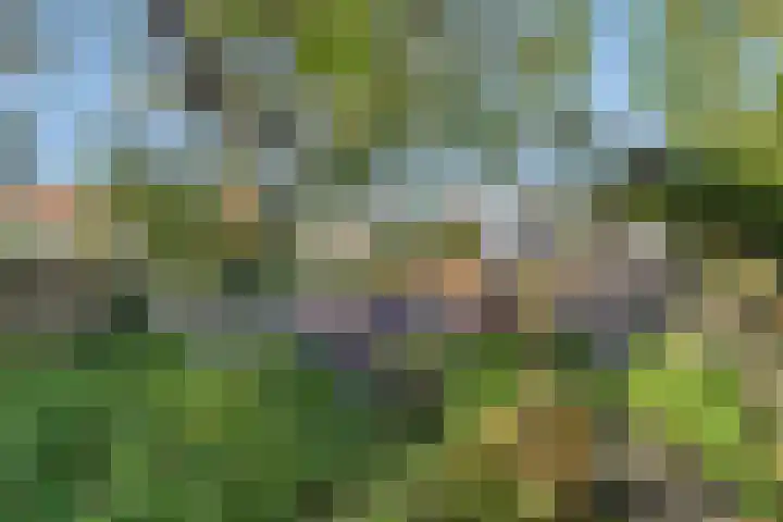Nazareth 19 's-Gravenpolder thumbnail 27