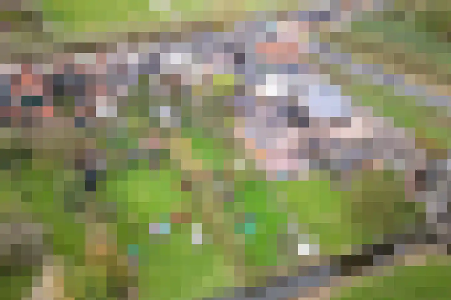 Neck 12 Wijdewormer thumbnail 36