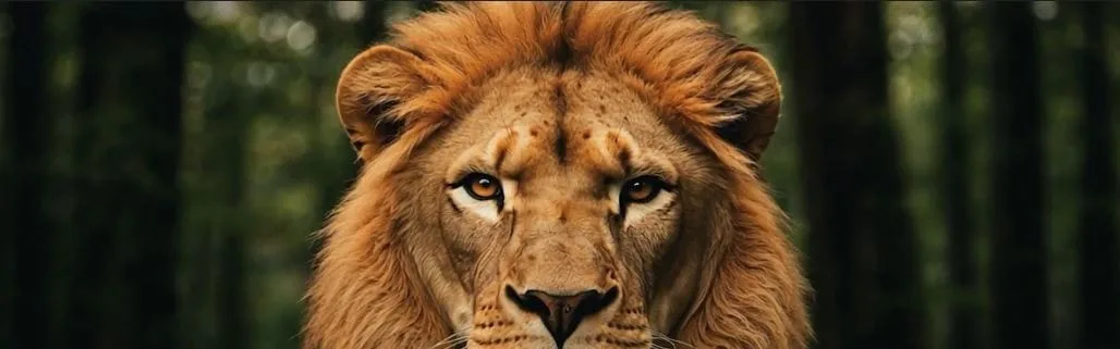 Photo d'équipe de NederMakelaar