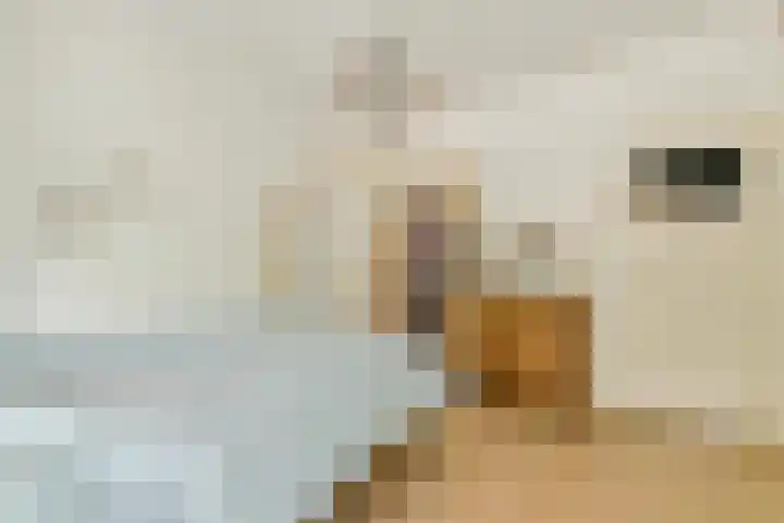 Nedersticht 252 Amsterdam thumbnail 9