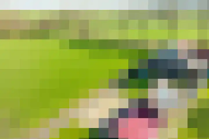 Neerveldseweg 2 Netterden thumbnail 8
