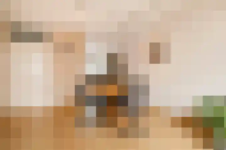 Nehrusingel 8 Ede thumbnail 11