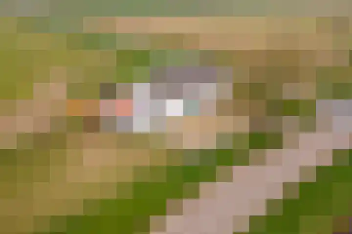 Nieuwendijk 2 Rumpt thumbnail 31