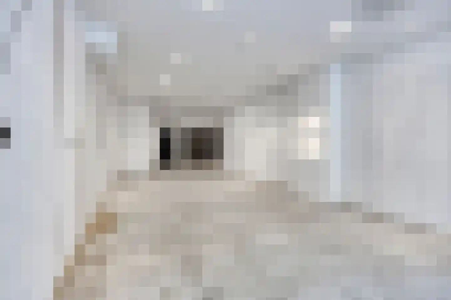 Nieuwstraat 63 Gemert thumbnail 30