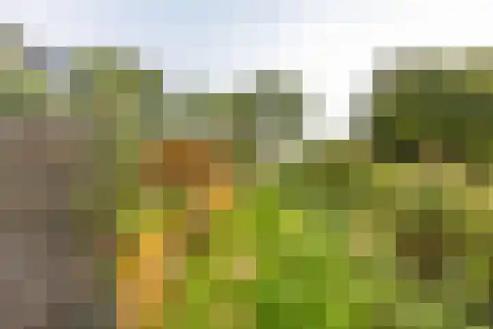 Nijensteinheerd 113 Groningen thumbnail 22