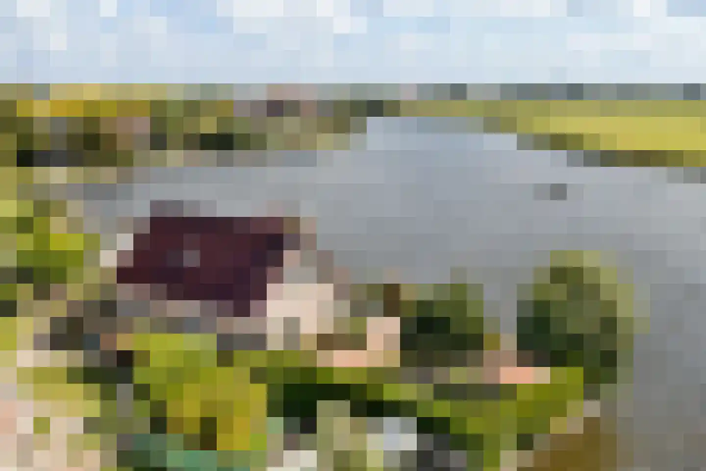 Nijesyl 46 in IJlst