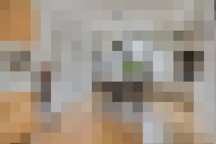 Nijlân 14 Gorredijk thumbnail 16