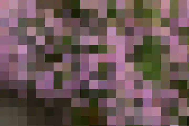 Nijreesweg 82 Almelo thumbnail 43
