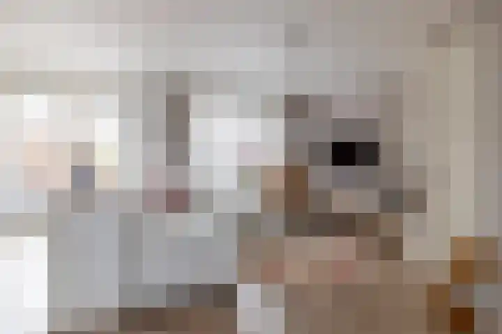 Noardwâl 9 Balk thumbnail 13