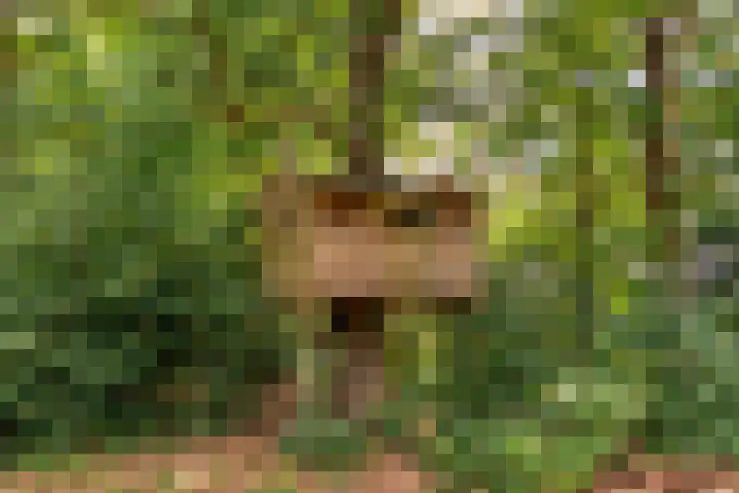 Nolderweg 4 Linde thumbnail 88