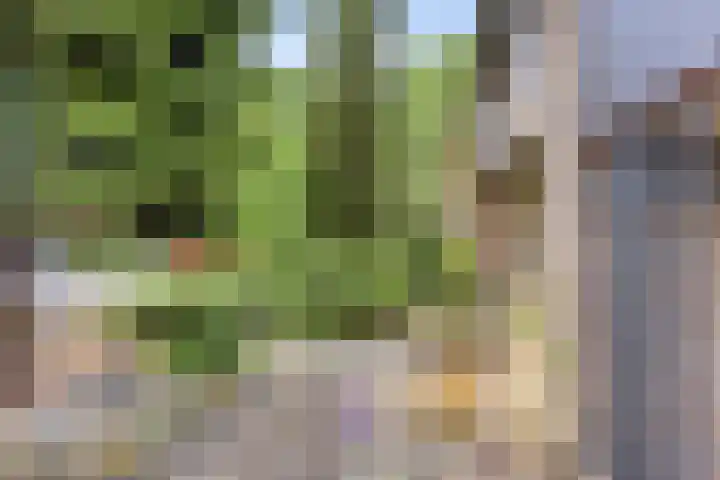 Nolensstraat 14 Oss thumbnail 32