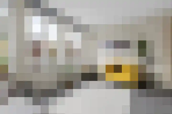 Nonnenwater 12 Gouda thumbnail 23