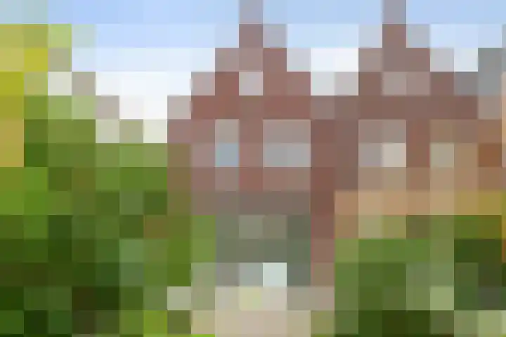 Nonnenwater 12 Gouda thumbnail 66