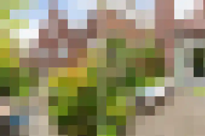 Nonnenwater 12 Gouda thumbnail 67