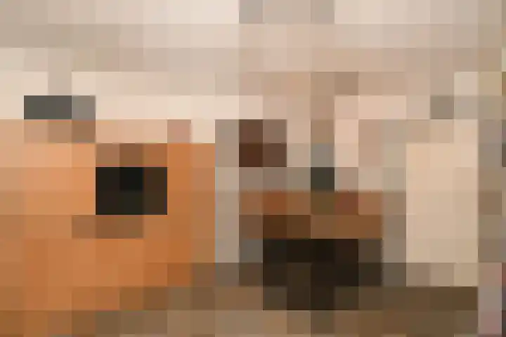 Noorddonk 152 Steenbergen thumbnail 14