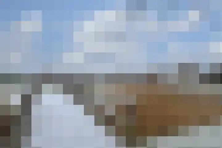 Noorddonk 152 Steenbergen thumbnail 32