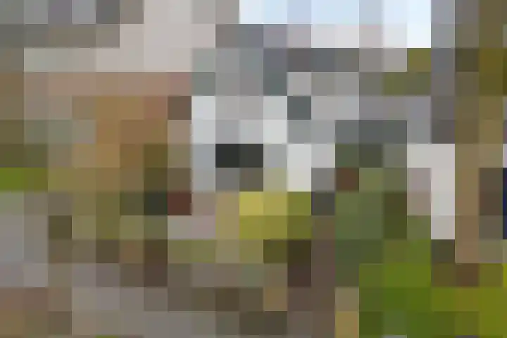Noorderstraat 65 Baarn thumbnail 19