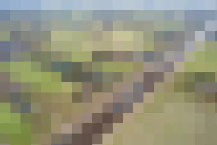 Noorderweg 45 Vroomshoop thumbnail 7
