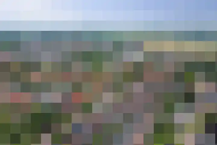 Noorse Wal 6 Hank thumbnail 39