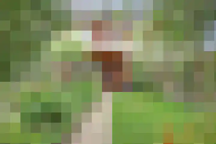 Noorse Wal 6 Hank thumbnail 5